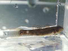 Gobiomorphus huttoni