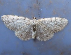 Aethalura intertexta