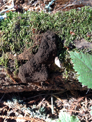 Schenella microspora