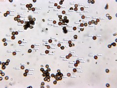 Schenella microspora