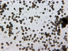 Schenella microspora
