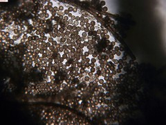 Schenella microspora