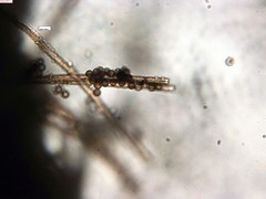 Schenella microspora