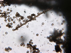 Schenella microspora