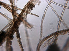 Schenella microspora