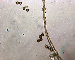 Schenella microspora