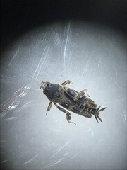 Ellipes minuta