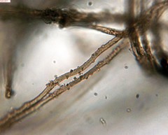 Schenella microspora