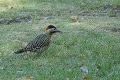 Colaptes melanochloros