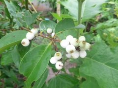 Syzygium antisepticum