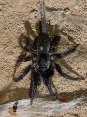 Ischnothele annulata
