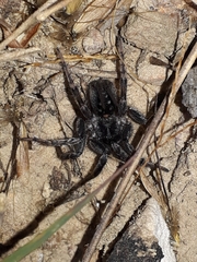 Ischnothele annulata