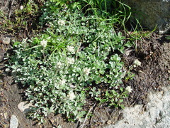 Antennaria neglecta