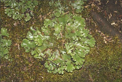 Marchantia foliacea