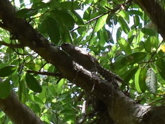 Campylorhynchus nuchalis