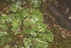 Marchantia foliacea