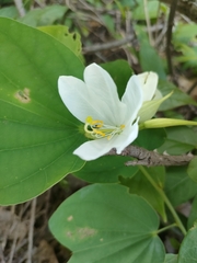 Bauhinia acuminata