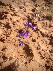 Delphinium scaposum