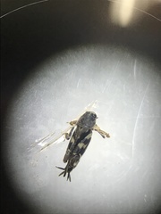 Ellipes minuta