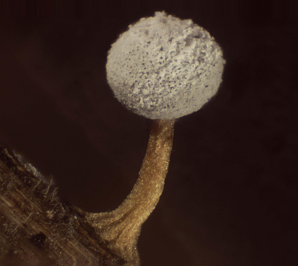 Didymium simlense