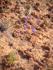 Delphinium scaposum