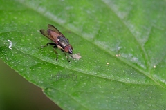 Idiella euidielloides