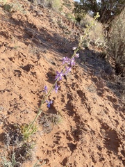 Delphinium scaposum