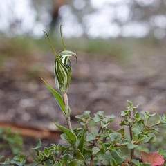 Pterostylis striata