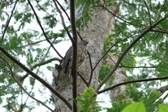 Accipiter rufitorques