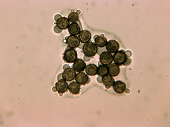 Didymium simlense