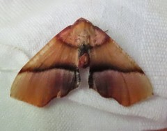 Plagodis phlogosaria