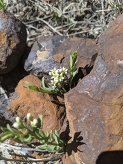 Comandra umbellata pallida