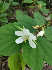 Bauhinia acuminata