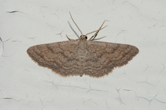 Lobocleta granitaria