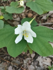 Bauhinia acuminata