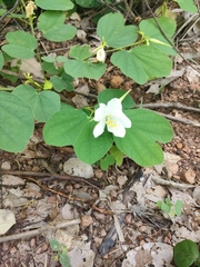 Bauhinia acuminata