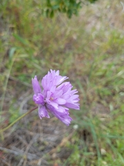 Dichelostemma congestum