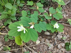 Bauhinia acuminata