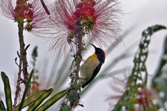 Myzomela jugularis