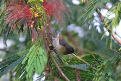 Myzomela jugularis