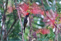 Myzomela jugularis
