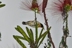 Myzomela jugularis