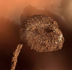 Cribraria cancellata