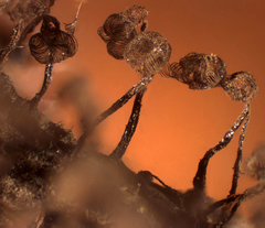 Cribraria cancellata