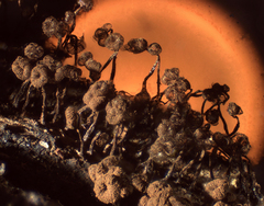 Cribraria cancellata