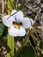 Viola cuneata