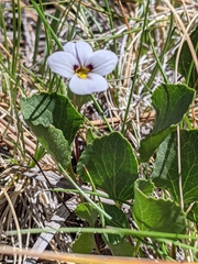Viola cuneata