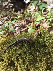Plethodon welleri