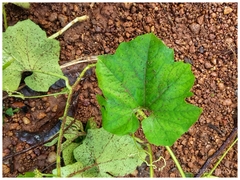 Trichosanthes cucumerina