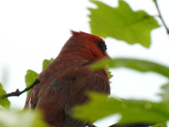 Cardinalis cardinalis